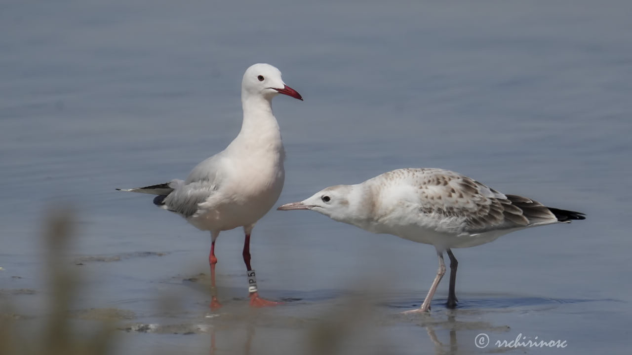 Slender-billed gull