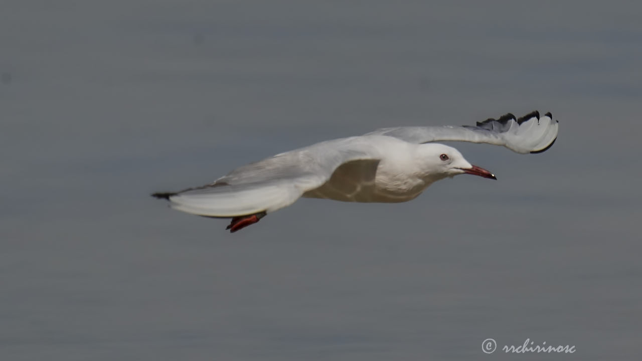 Slender-billed gull