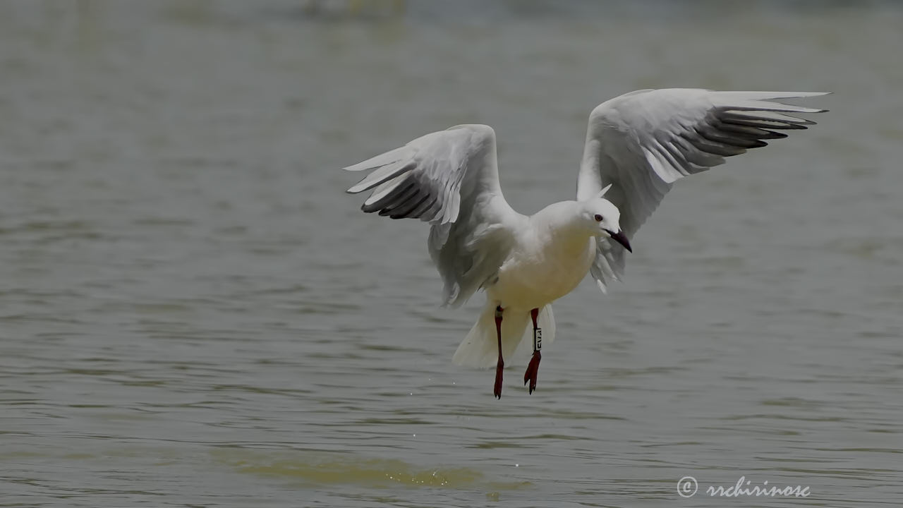 Slender-billed gull