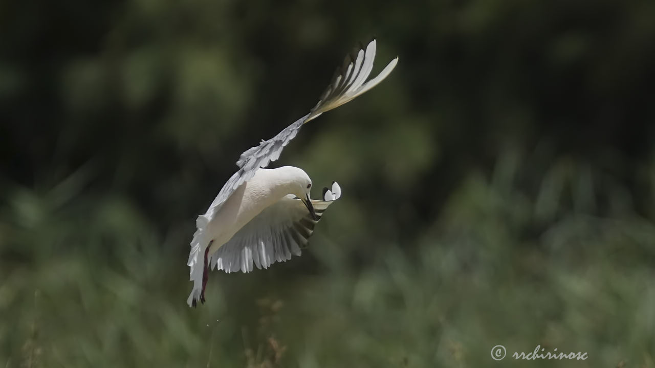 Slender-billed gull