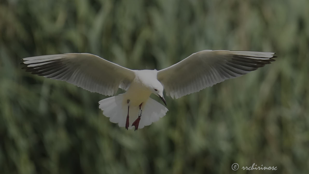 Slender-billed gull