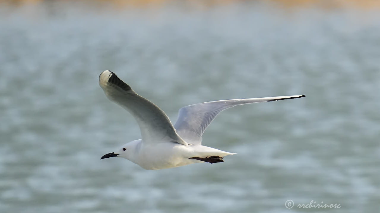 Slender-billed gull