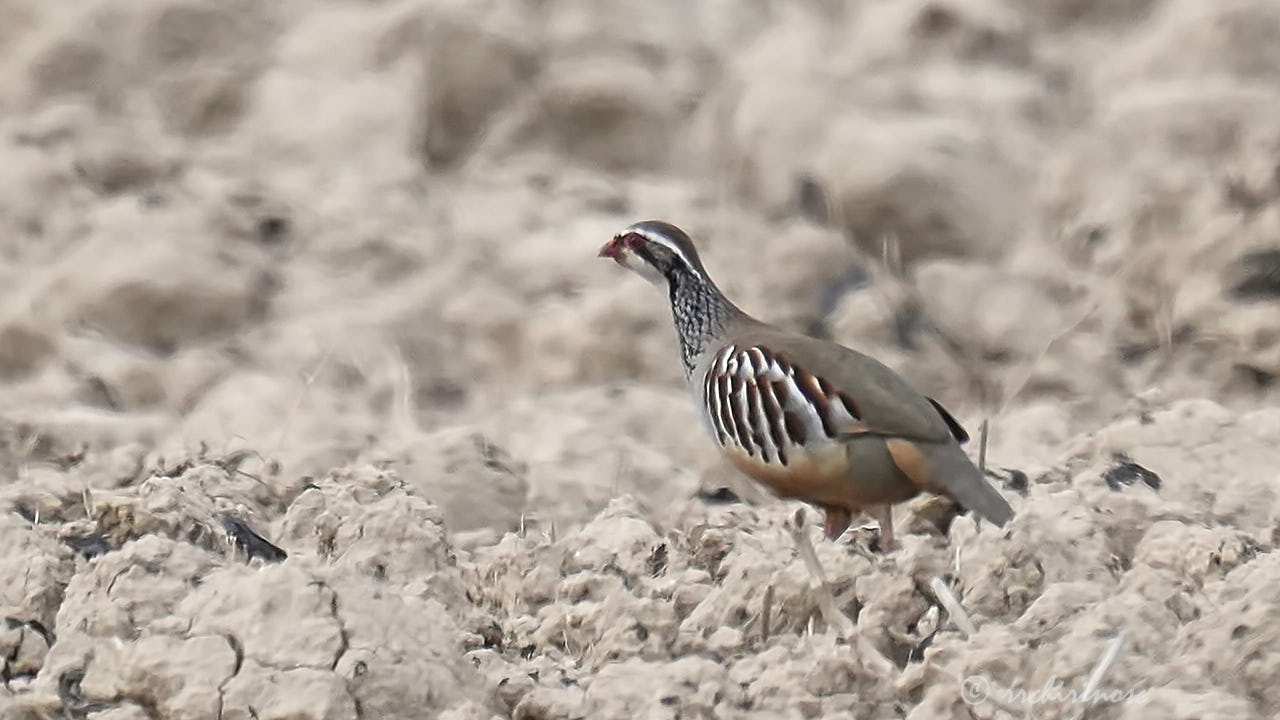 Red-legged partridge