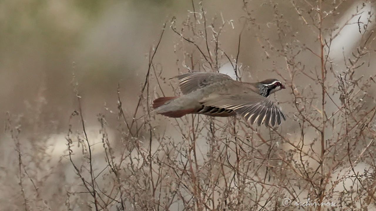 Red-legged partridge