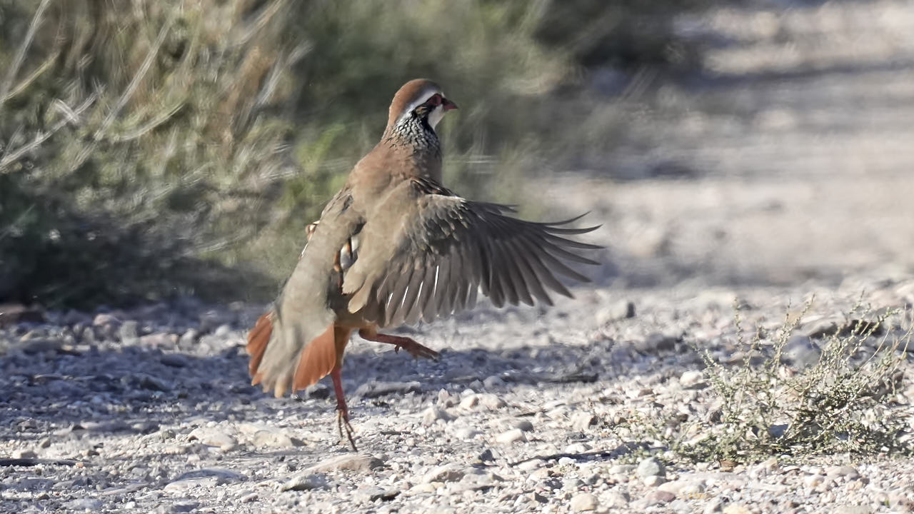 Red-legged partridge