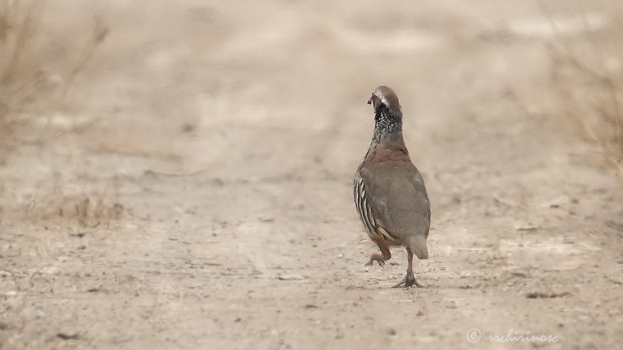 Red-legged partridge