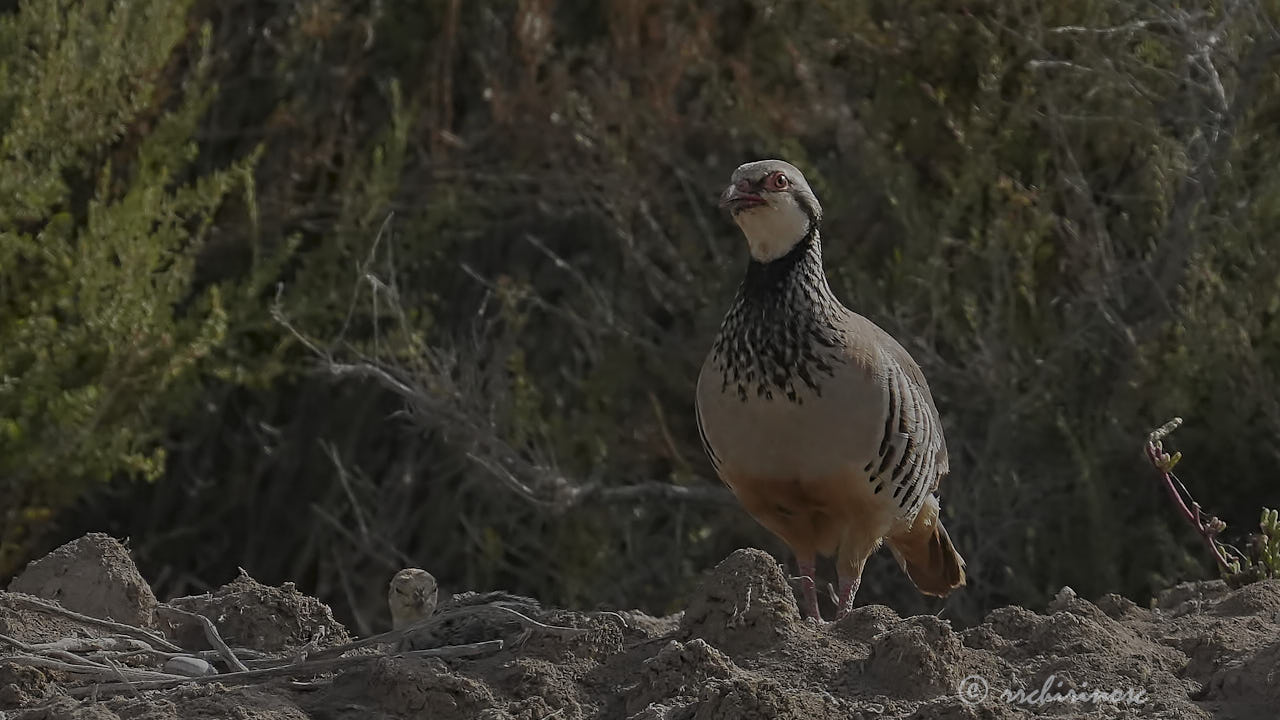 Red-legged partridge