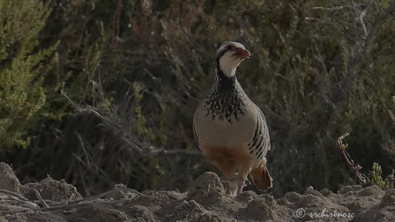 Red-legged partridge