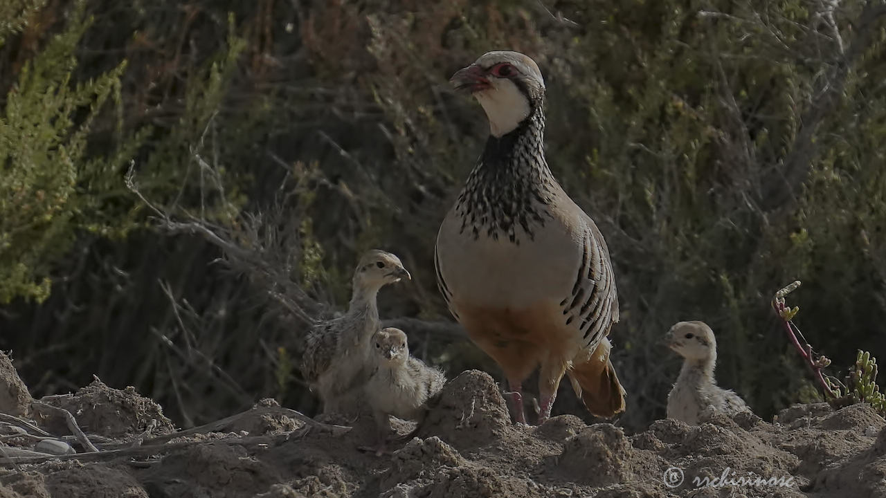 Red-legged partridge