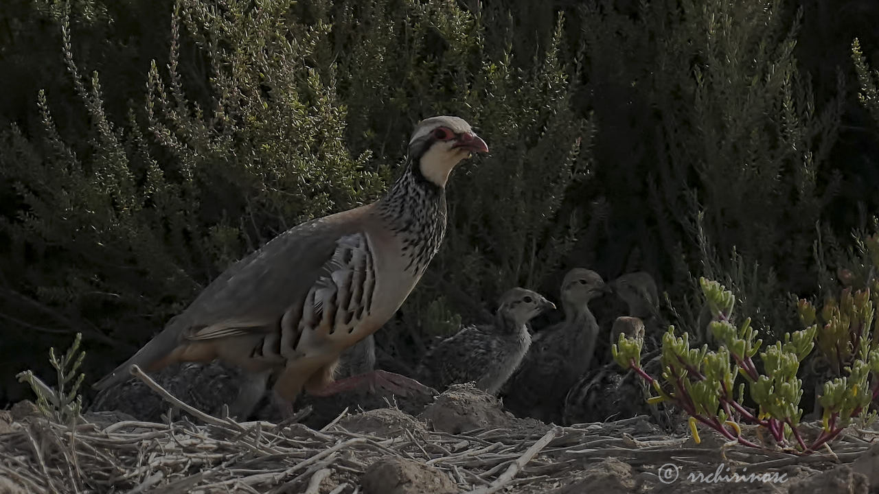 Red-legged partridge