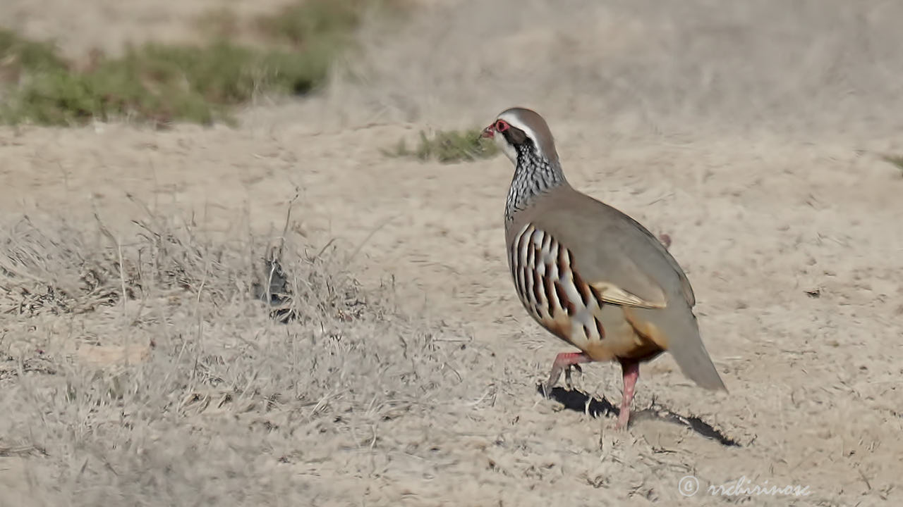 Red-legged partridge