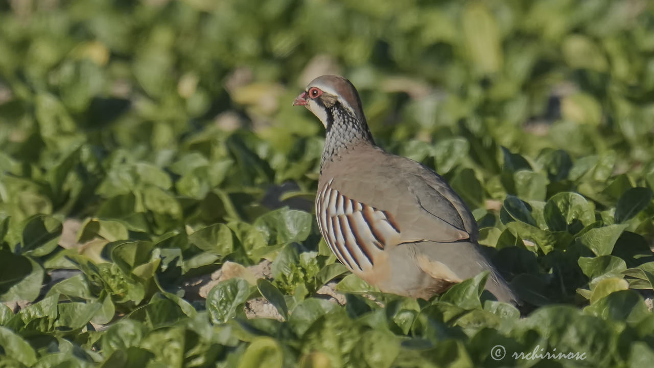 Red-legged partridge