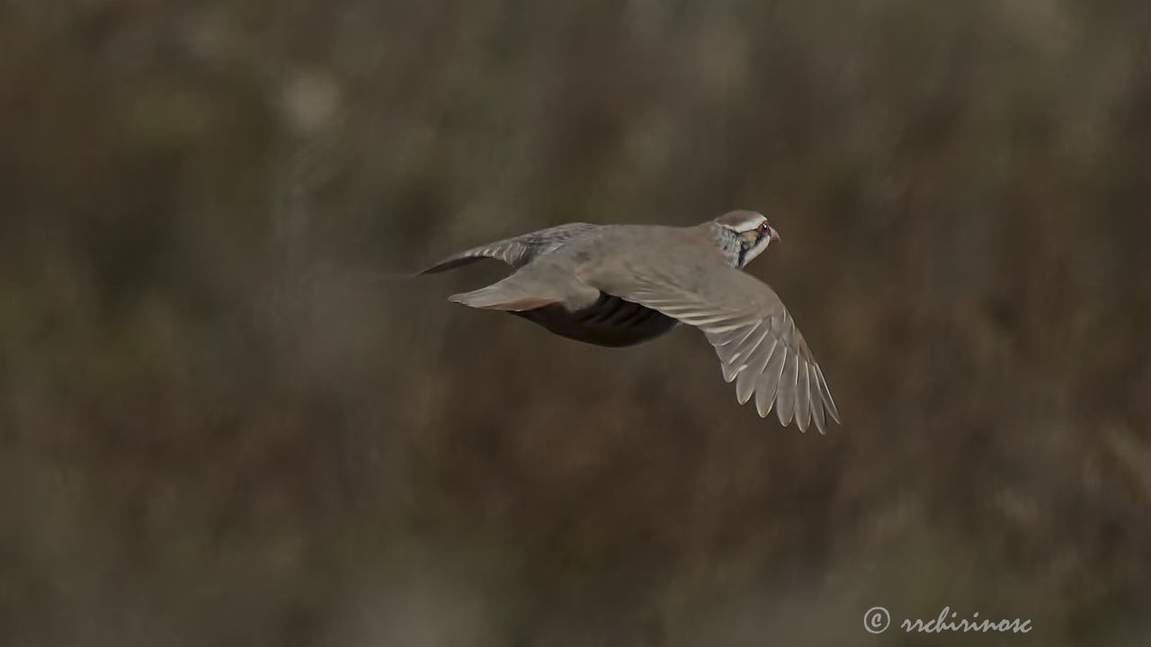 Red-legged partridge