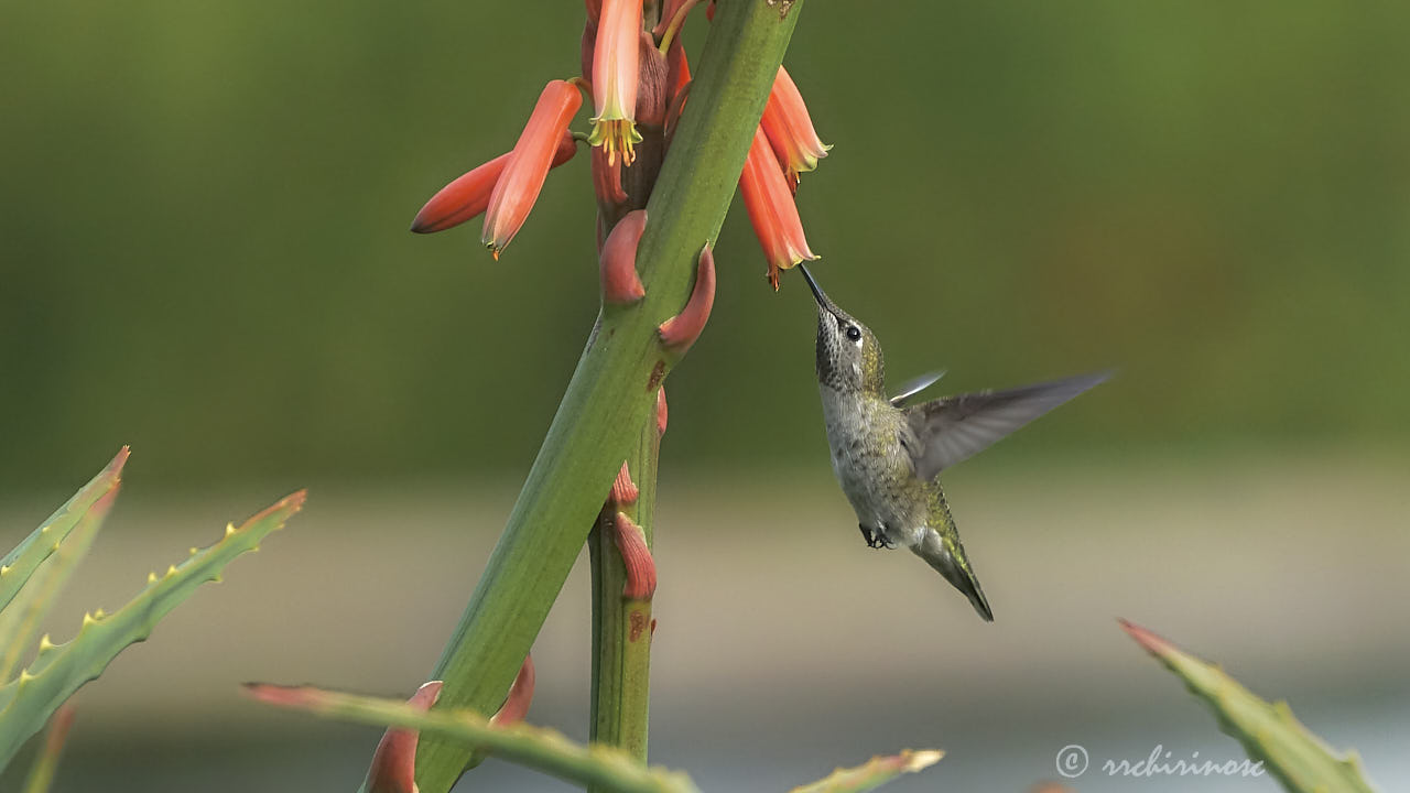 Anna's hummingbird