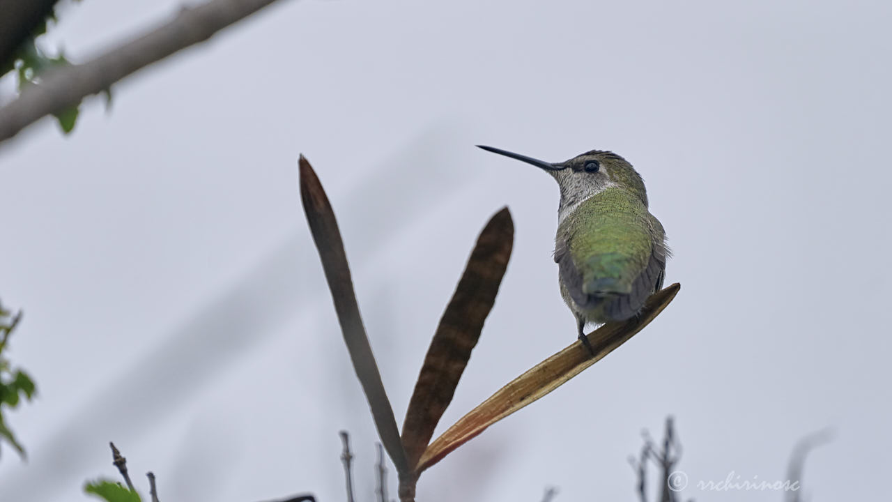 Anna's hummingbird