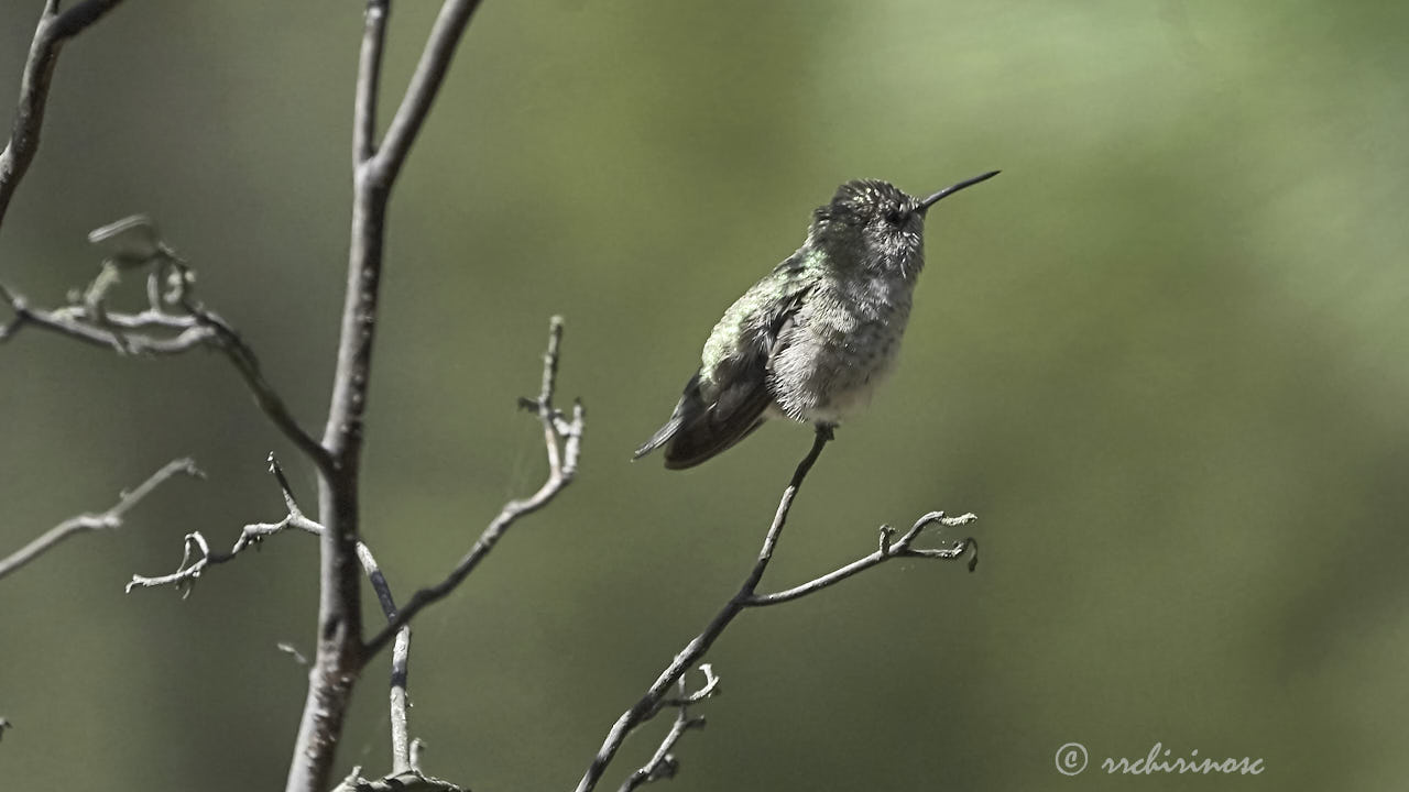 Anna's hummingbird