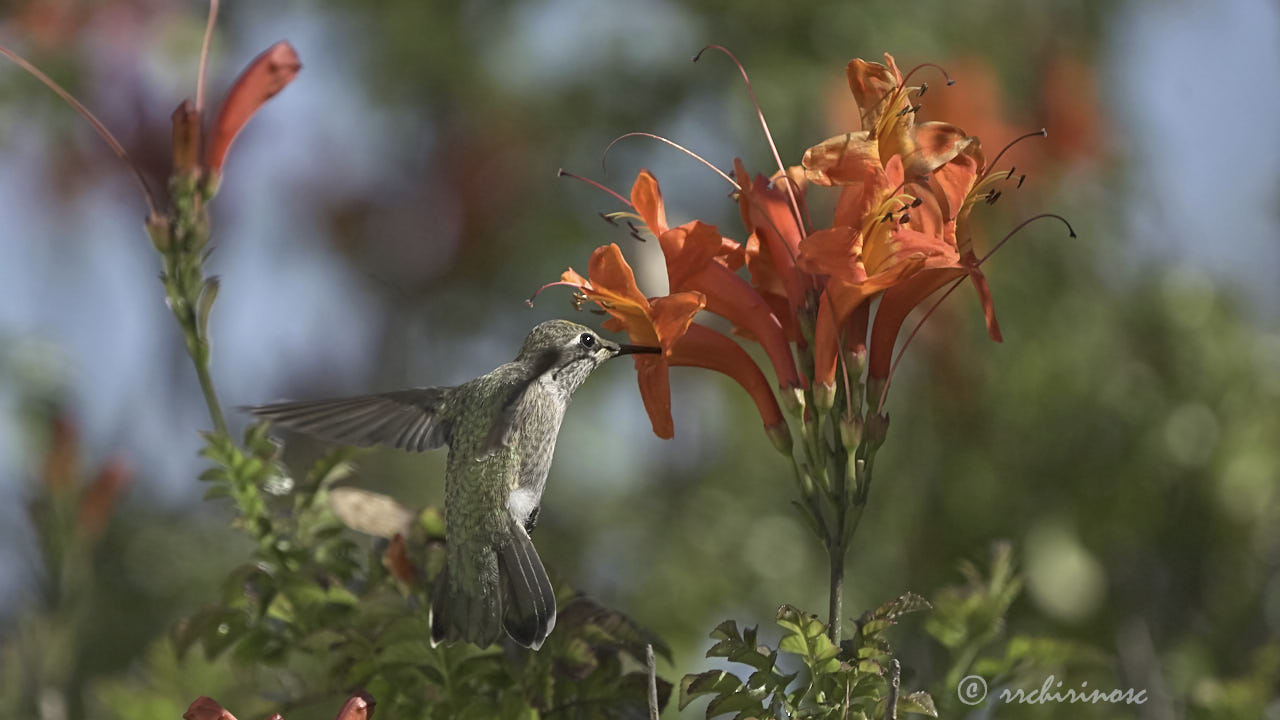 Anna's hummingbird