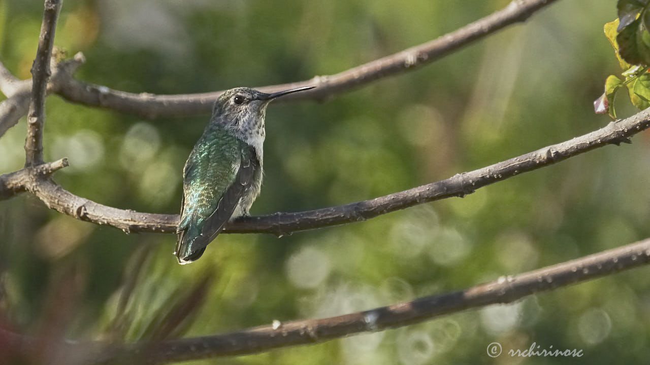 Anna's hummingbird