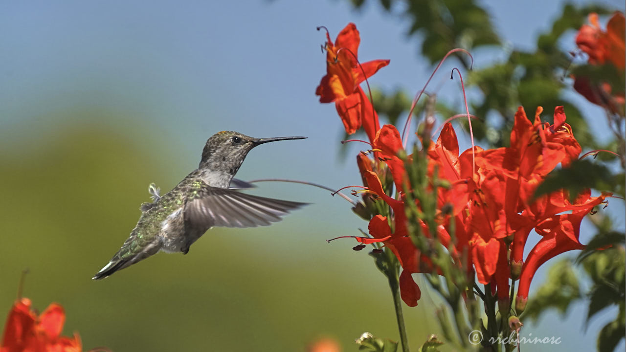 Anna's hummingbird