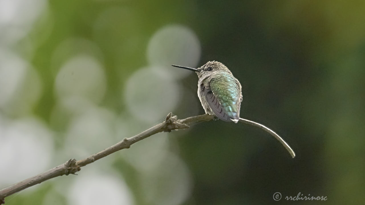 Anna's hummingbird