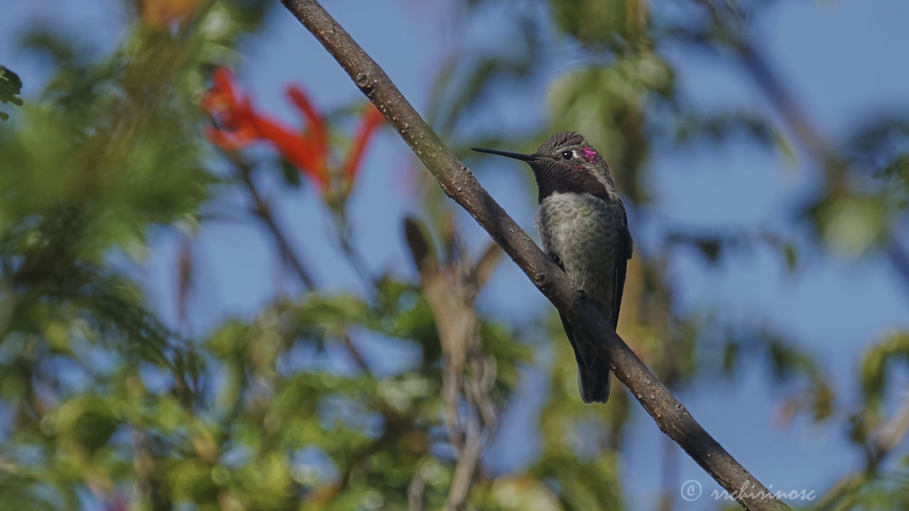 Anna's hummingbird