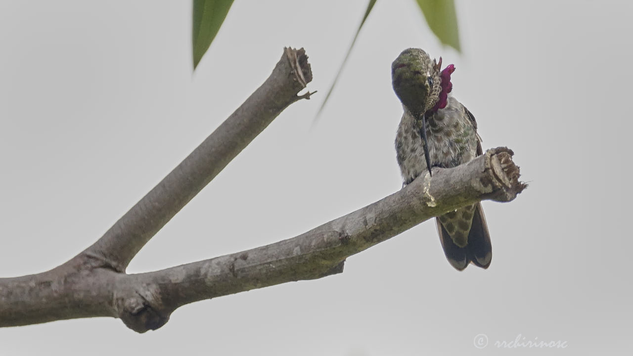 Anna's hummingbird