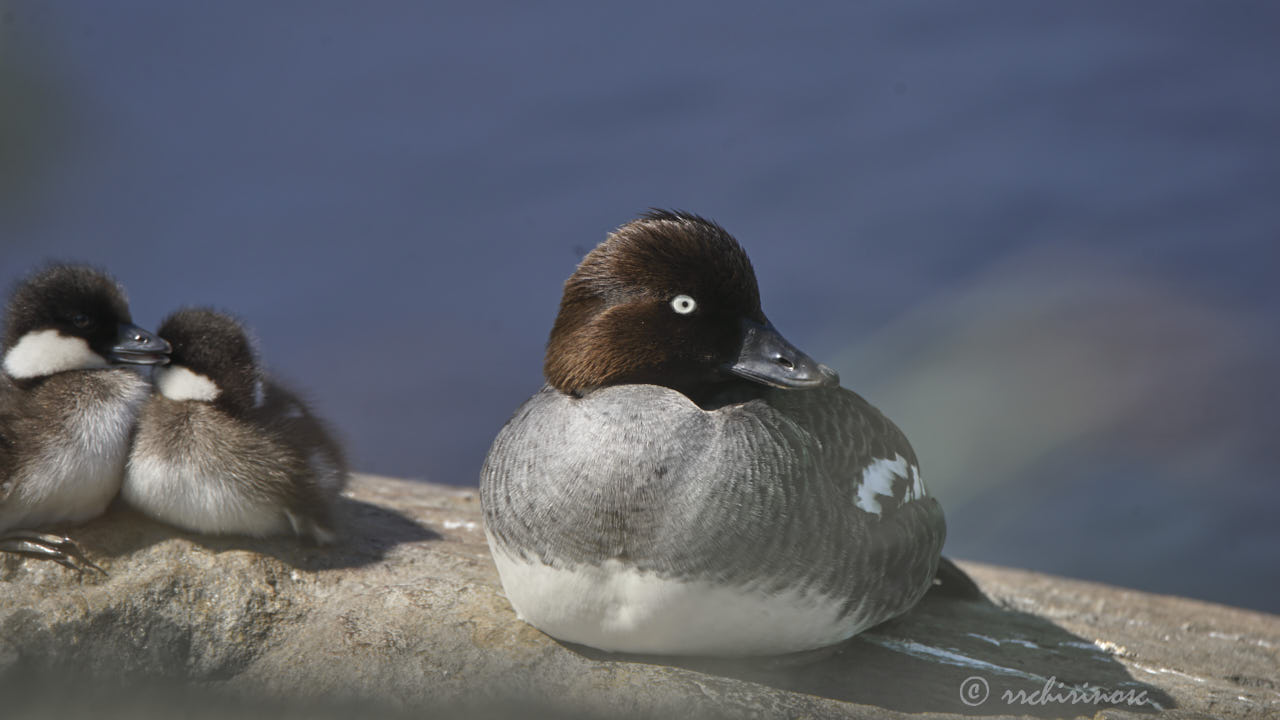 Common goldeneye