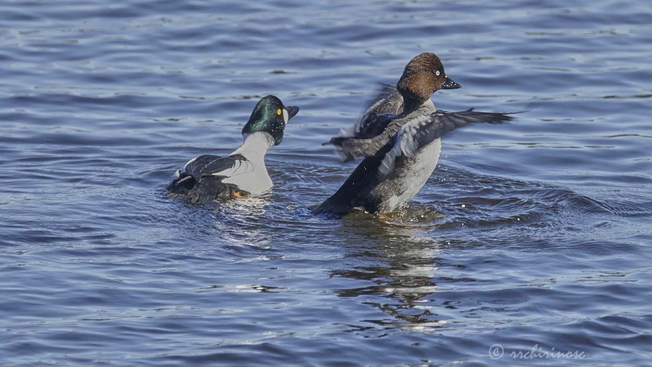 Common goldeneye