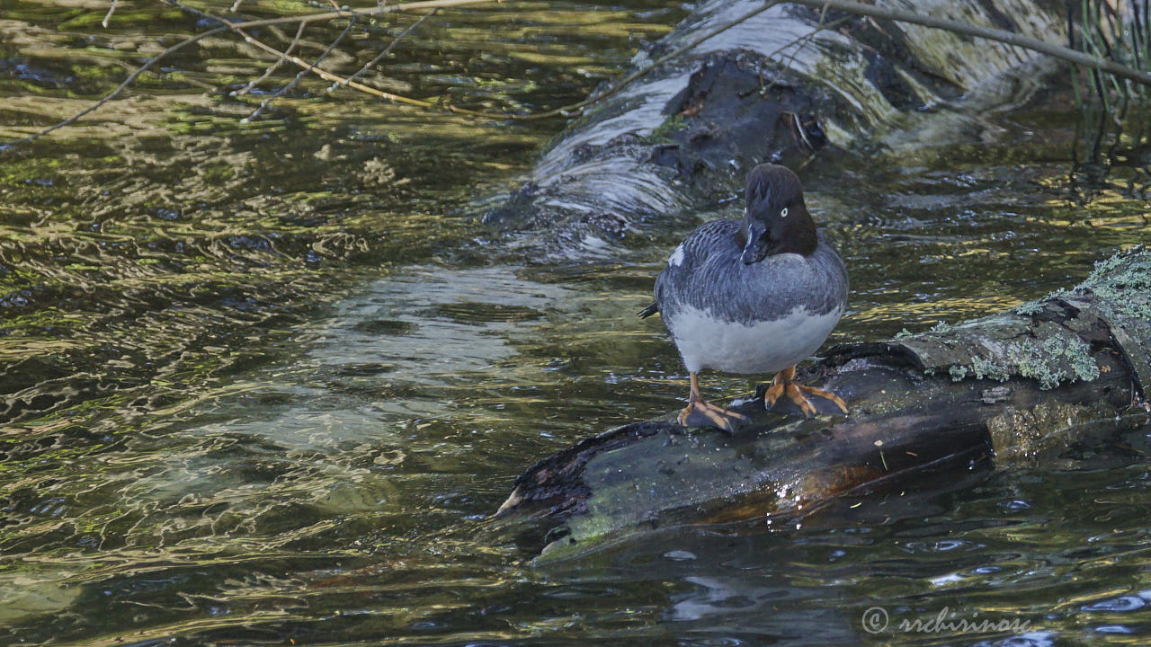 Common goldeneye