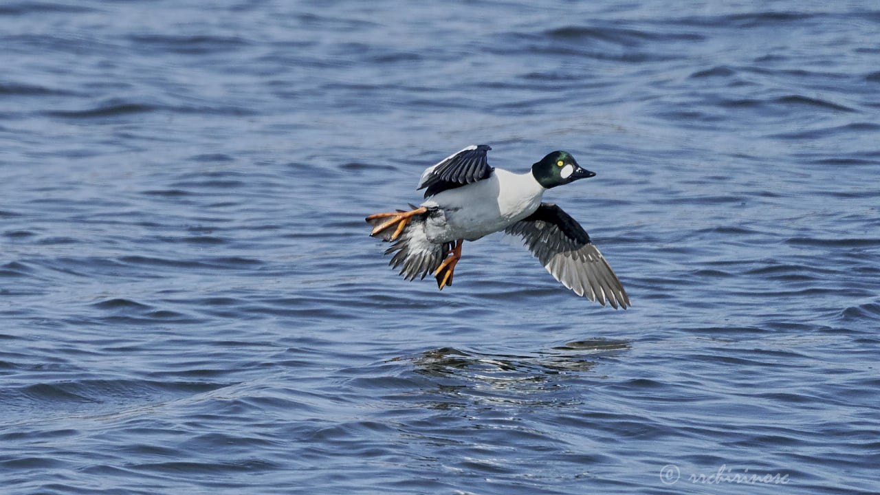 Common goldeneye