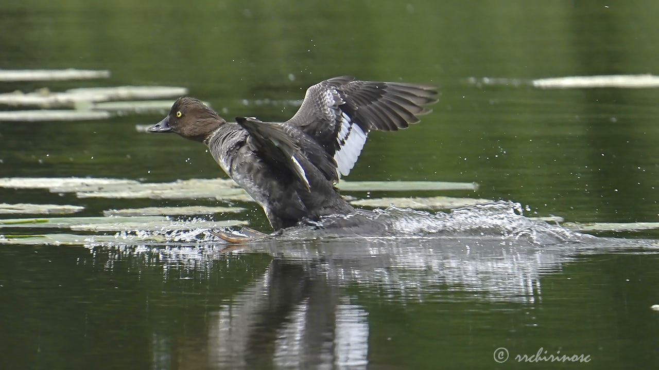 Common goldeneye