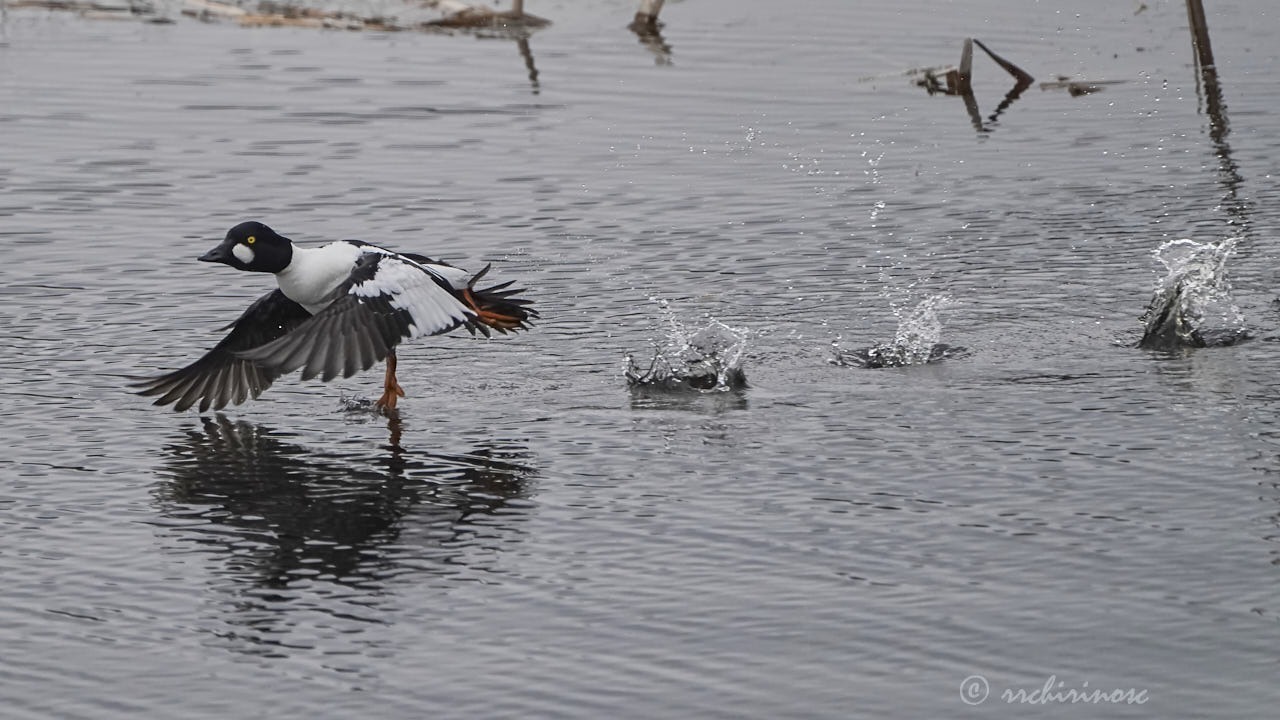 Common goldeneye