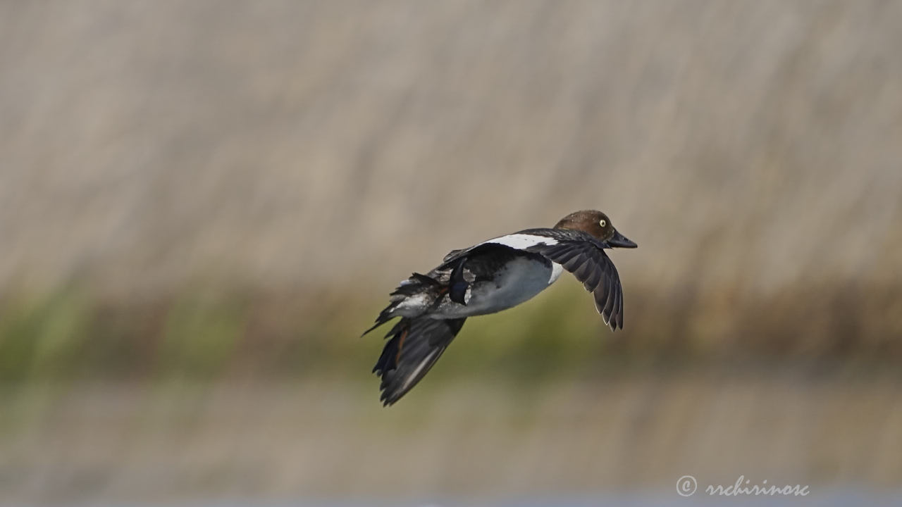 Common goldeneye