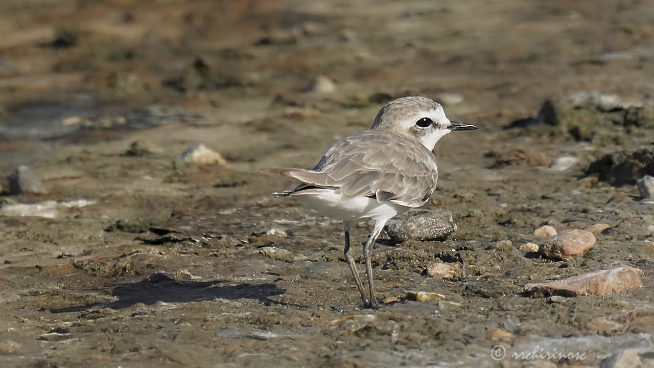 Kentish plover