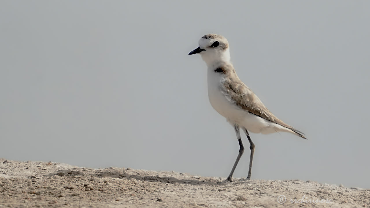 Kentish plover