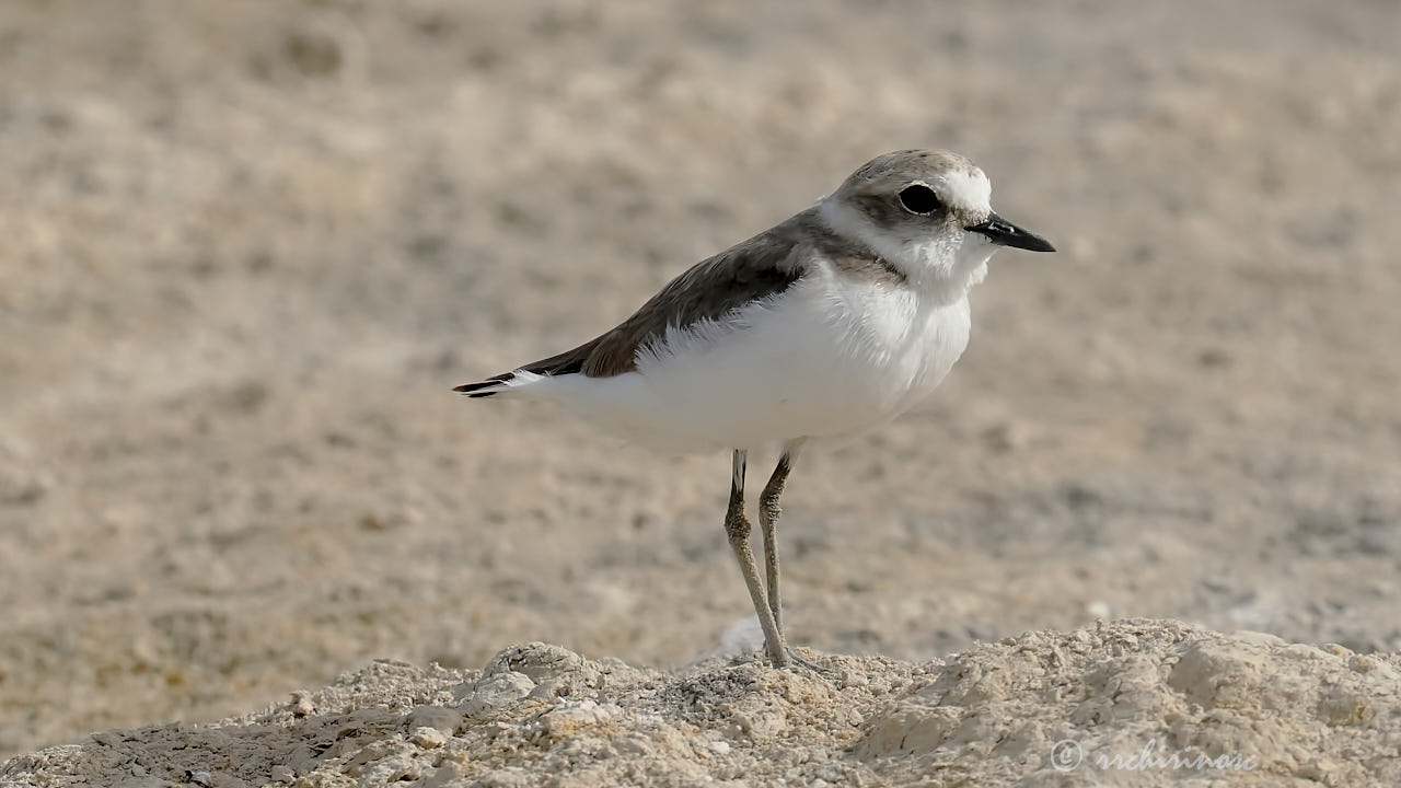 Kentish plover