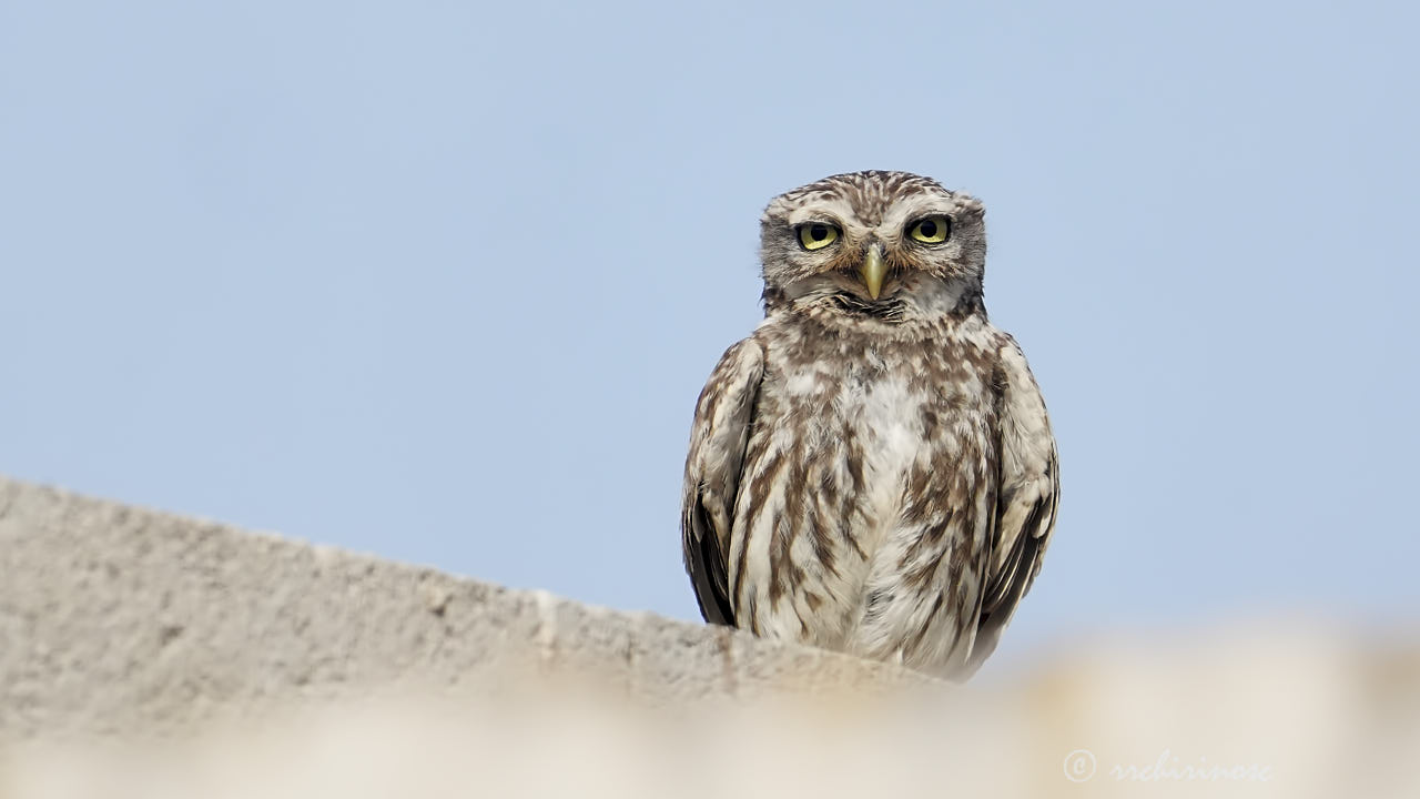 Little owl