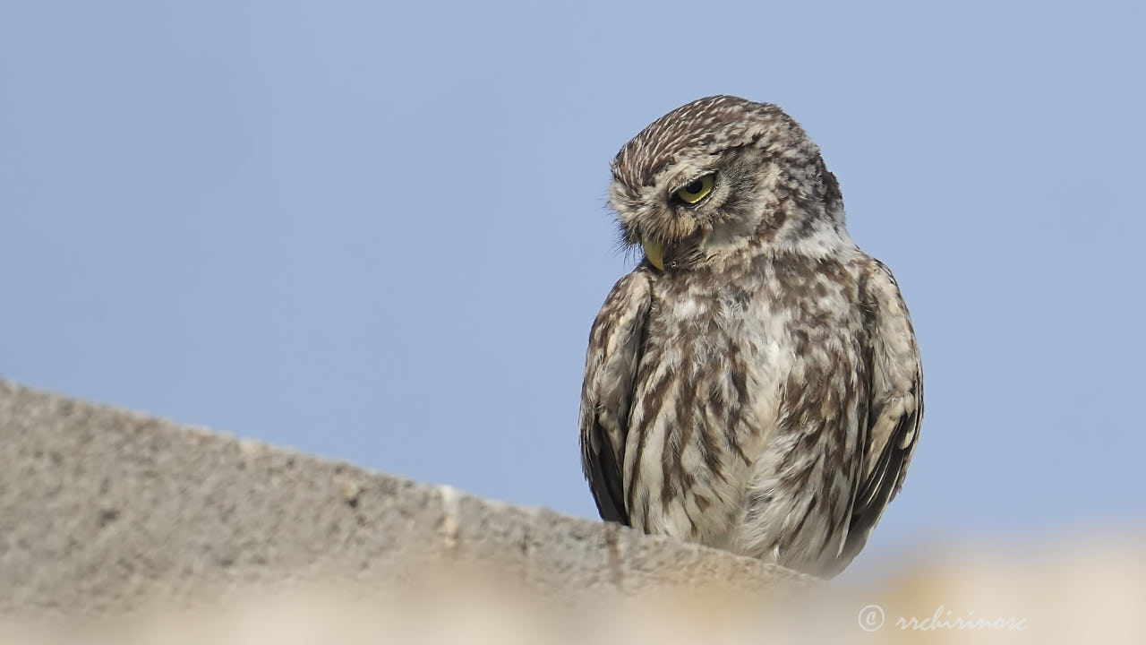 Little owl