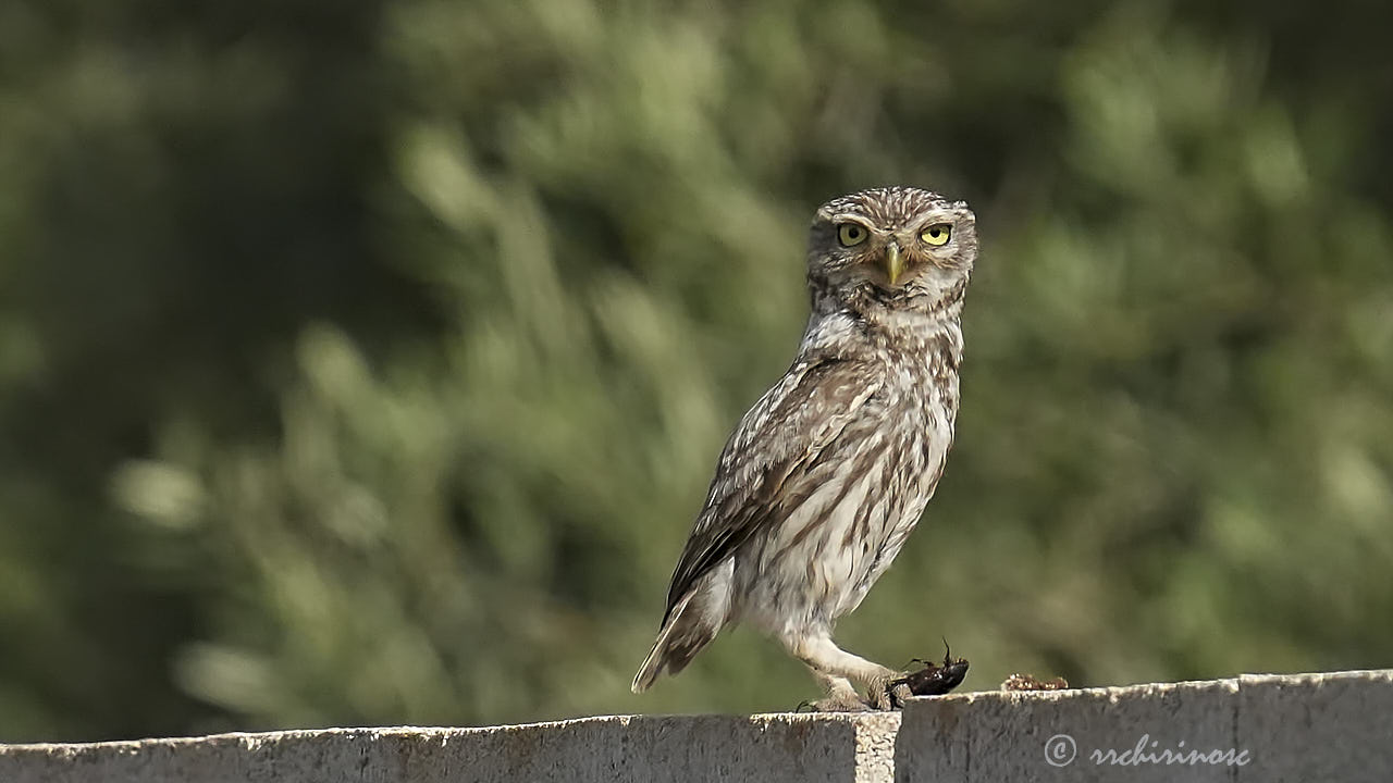 Little owl