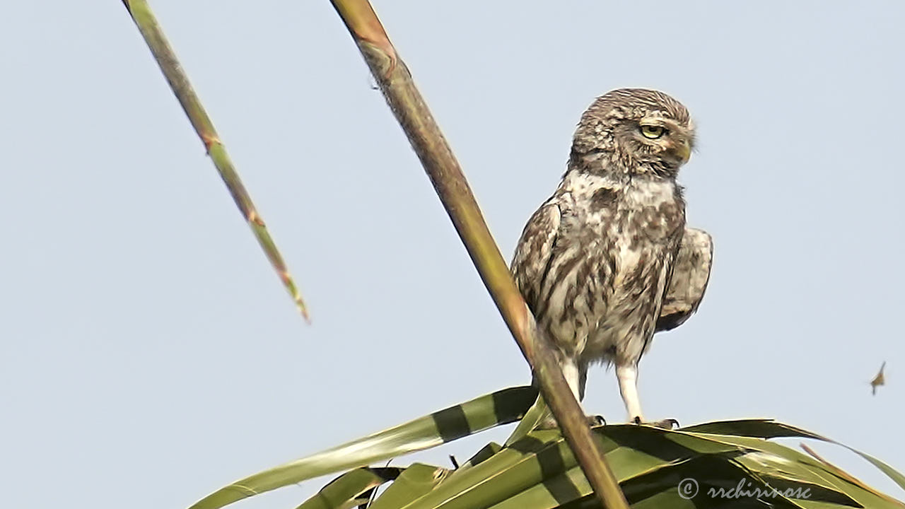 Little owl