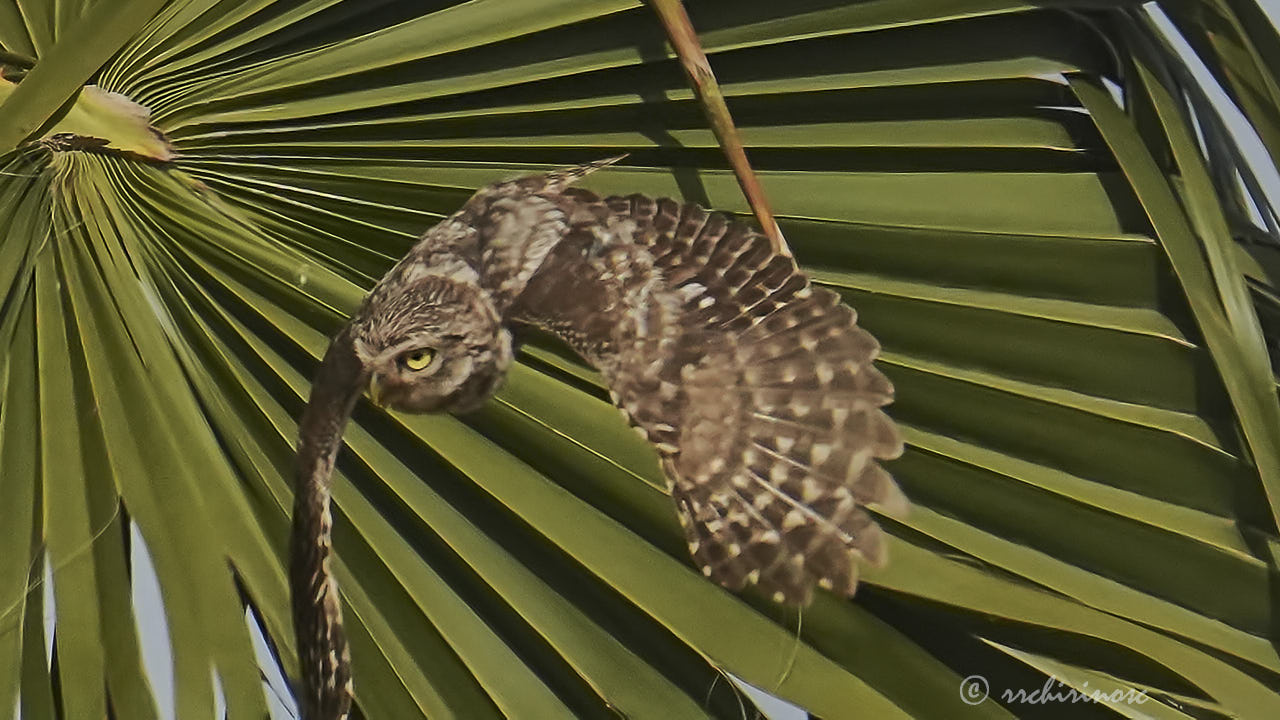 Little owl