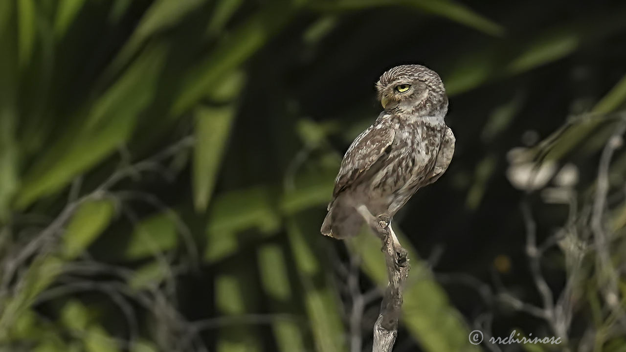 Little owl