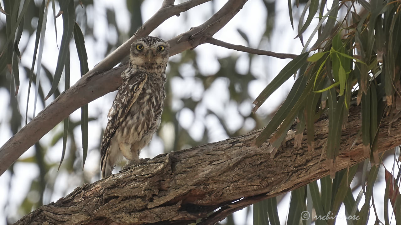 Little owl