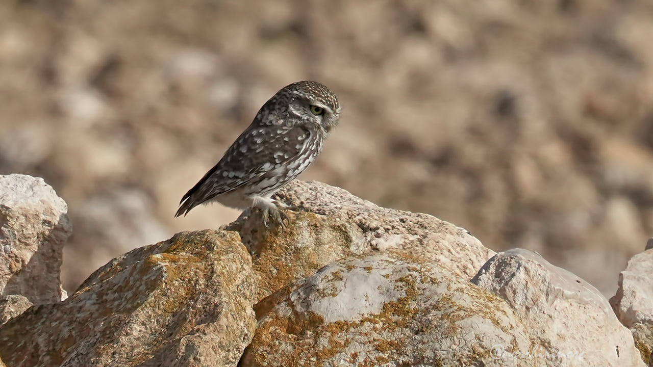 Little owl