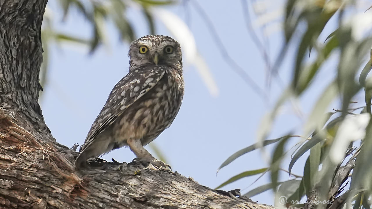 Little owl