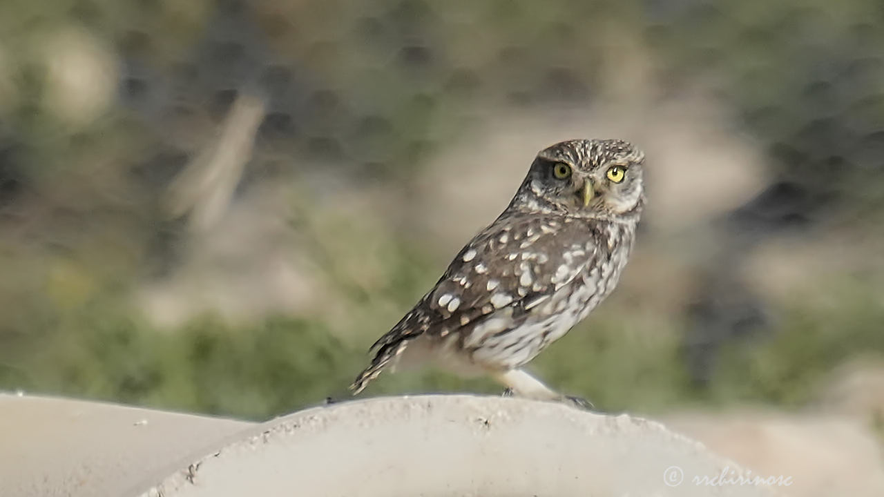 Little owl