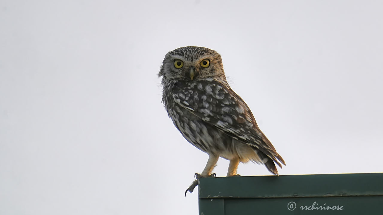 Little owl