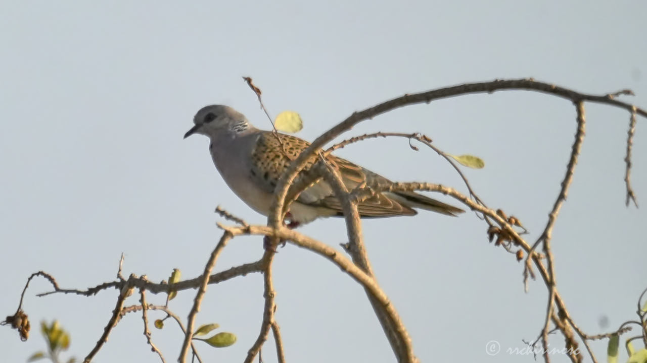 European turtle dove