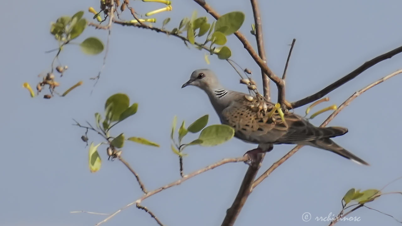 European turtle dove