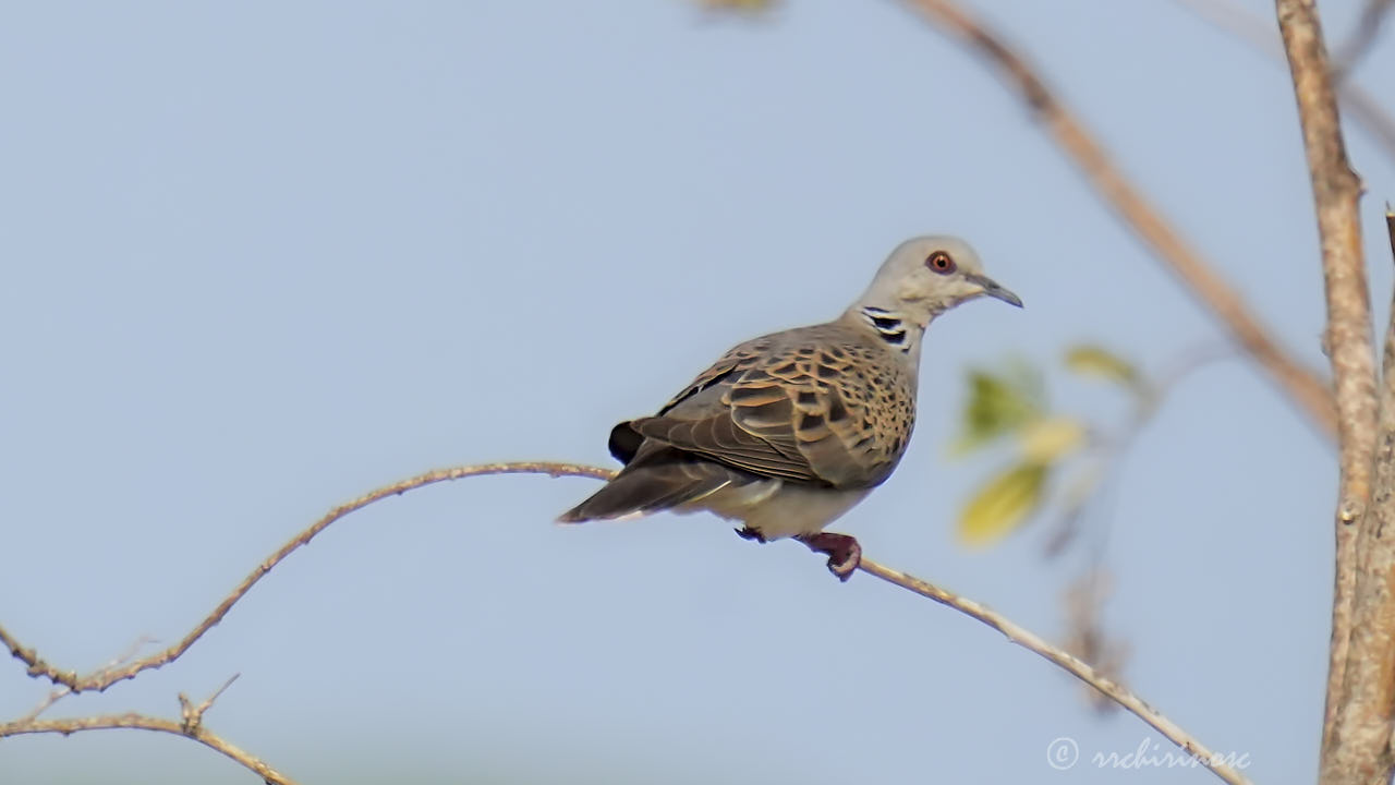 European turtle dove